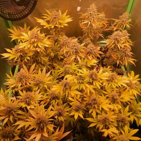 Killer Kush F1 Fast Version growlog photo: Comienzo 8 semana