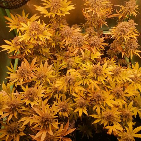 Killer Kush F1 Fast Version growlog photo: Comienzo 8 semana