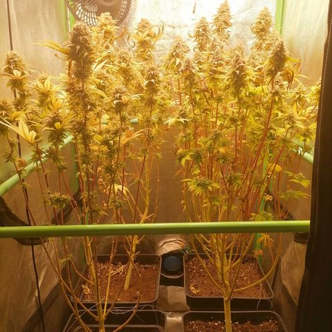 Killer Kush F1 Fast Version growlog photo: Semana 9
