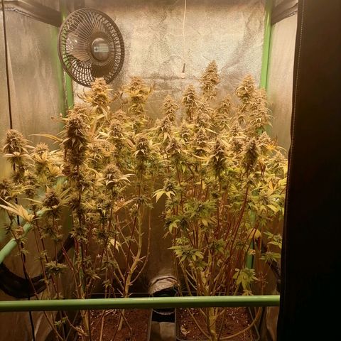 Killer Kush F1 Fast Version growlog photo: Semana 9
