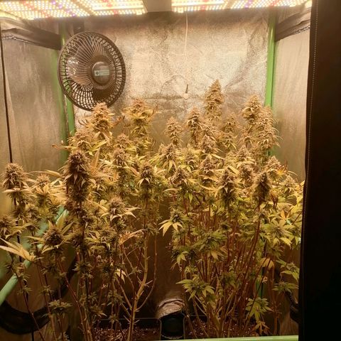 Killer Kush F1 Fast Version growlog photo: Semana 9