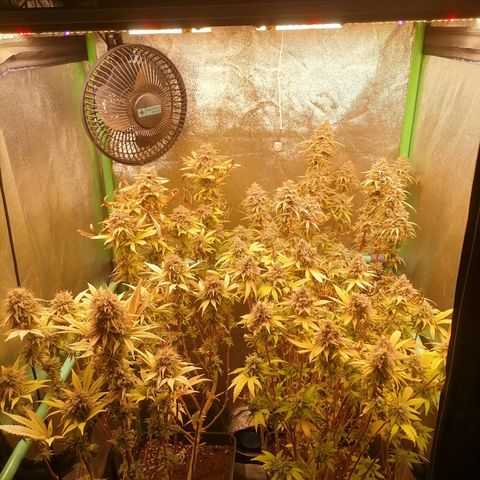 Killer Kush F1 Fast Version growlog photo: Semana 9