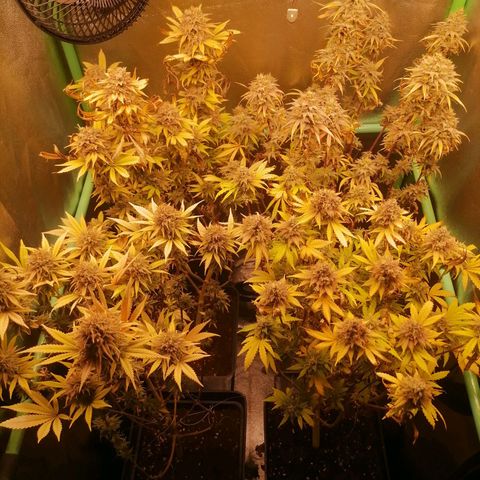 Killer Kush F1 Fast Version growlog photo: Semana 9
