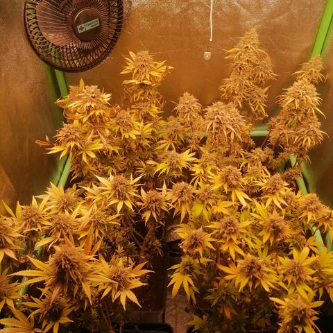 Killer Kush F1 Fast Version growlog photo: Semana 9