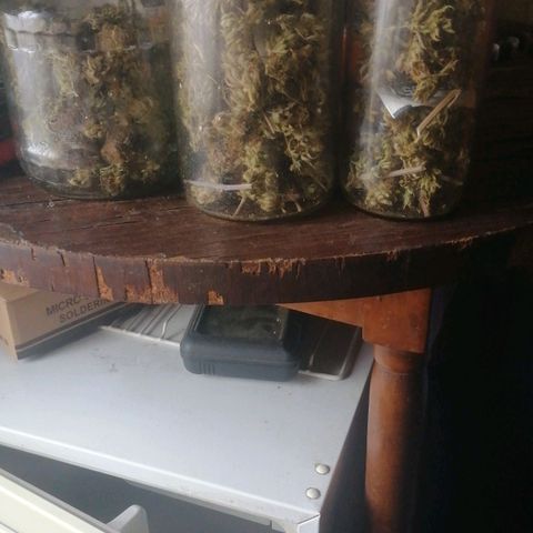 Killer Kush F1 Fast Version growlog timeline photo