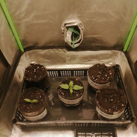 Multi genetica growlog photo: 1 riego con nutrientes, 200ml x planta