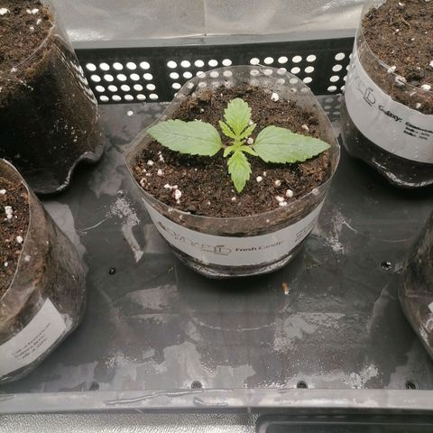 Multi genetica growlog photo: 1 riego con nutrientes, 200ml x planta
