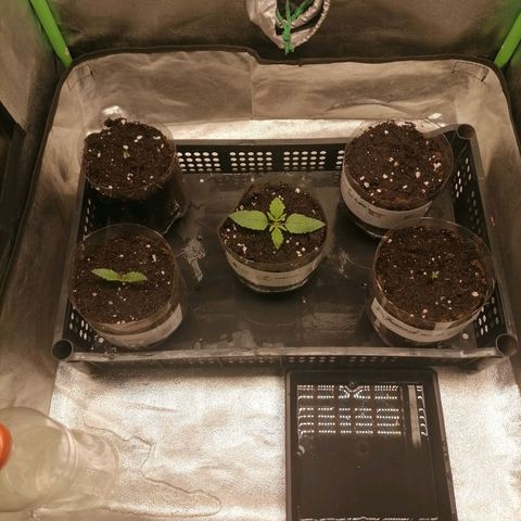 Multi genetica growlog photo: 1 riego con nutrientes, 200ml x planta