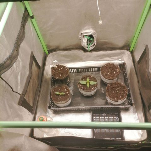 Multi genetica growlog photo: 1 riego con nutrientes, 200ml x planta