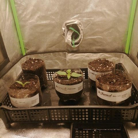 Multi genetica growlog photo: 1 riego con nutrientes, 200ml x planta