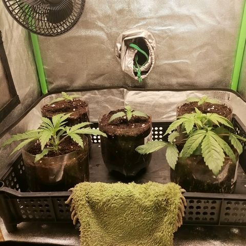 Multi genetica growlog photo: 2 en vegeta. 