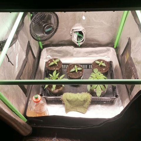 Multi genetica growlog photo: 2 en vegeta. 
