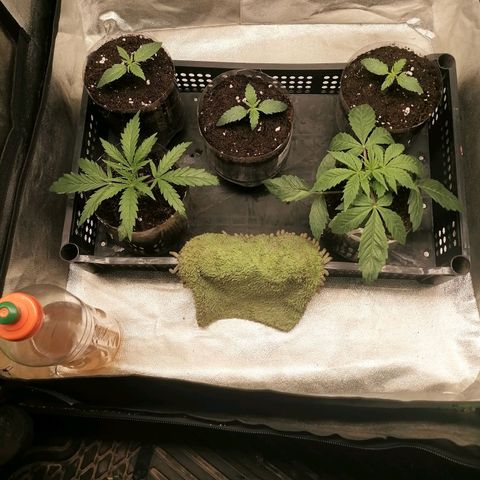 Multi genetica growlog photo: 2 en vegeta. 