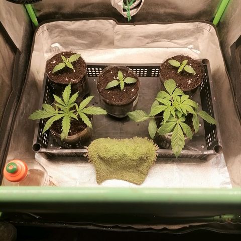 Multi genetica growlog photo: 2 en vegeta. 