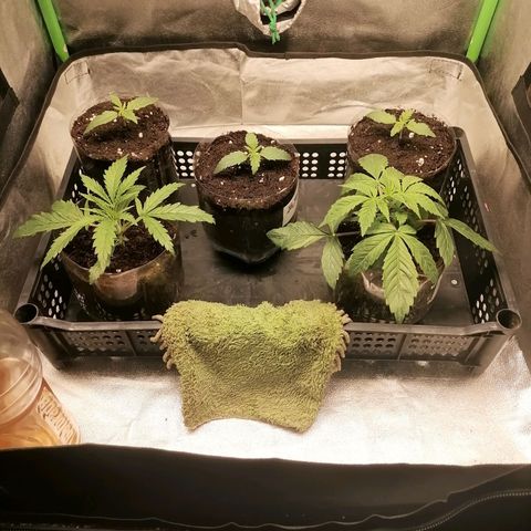 Multi genetica growlog photo: 2 en vegeta. 