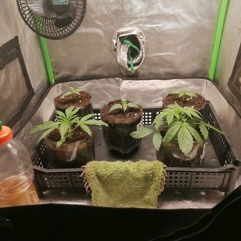 Multi genetica growlog photo: 2 en vegeta. 
