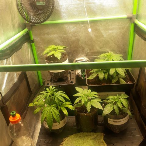 Multi genetica growlog photo: Necesitan trasnsplante urgente