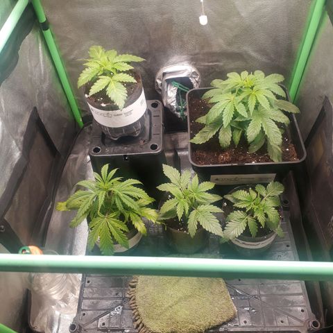 Multi genetica growlog photo: Necesitan trasnsplante urgente