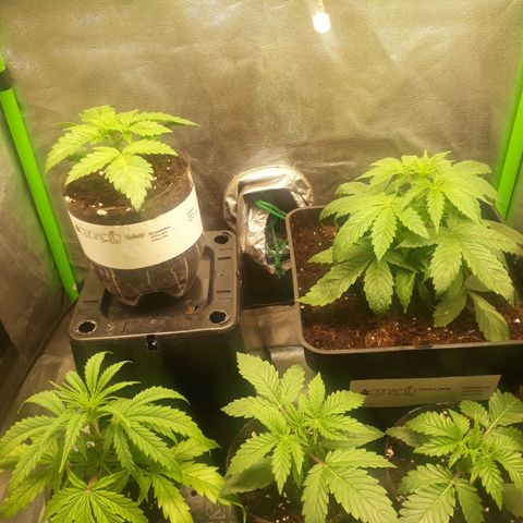 Multi genetica growlog photo: Necesitan trasnsplante urgente