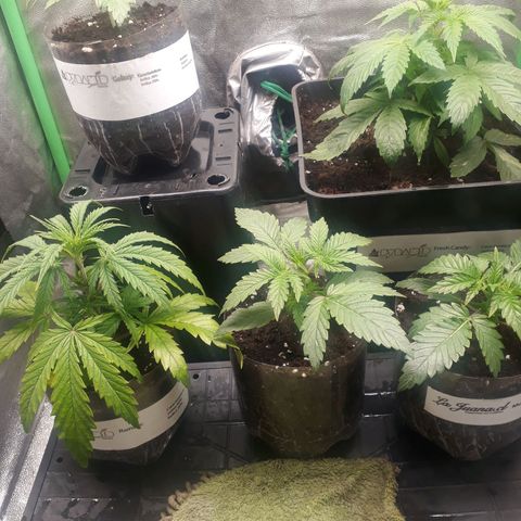 Multi genetica growlog photo: Necesitan trasnsplante urgente