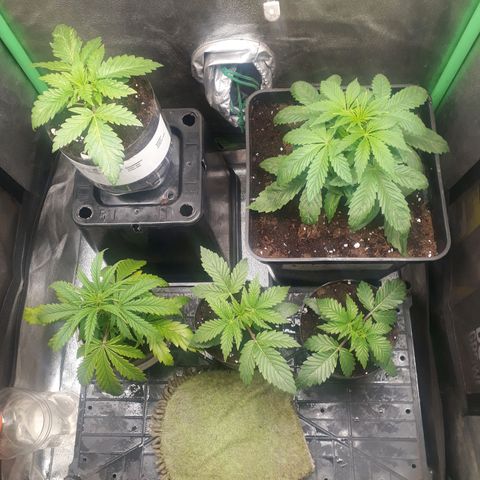Multi genetica growlog photo: Necesitan trasnsplante urgente