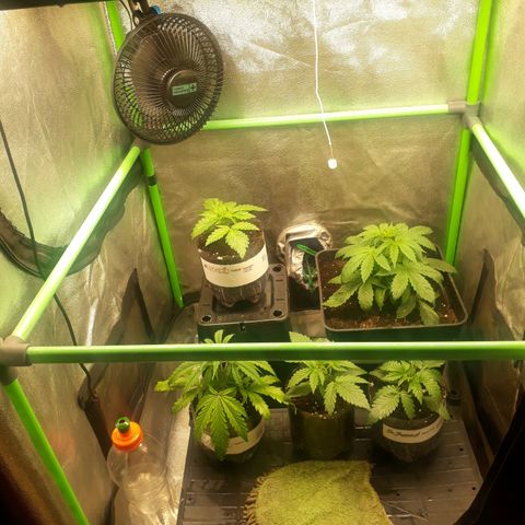 Multi genetica growlog photo: Necesitan trasnsplante urgente