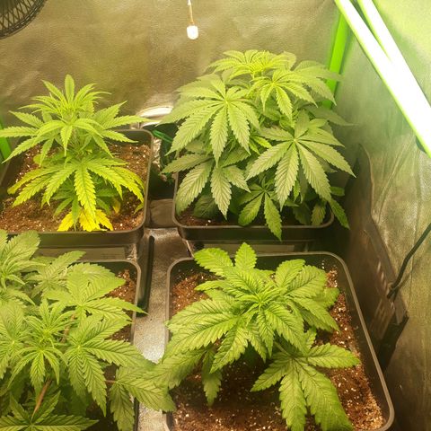 Multi genetica growlog photo: Aun recuperandose de transplante.