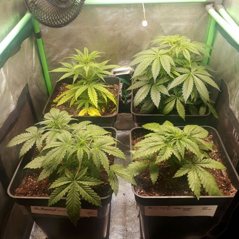 Multi genetica growlog photo: Aun recuperandose de transplante.