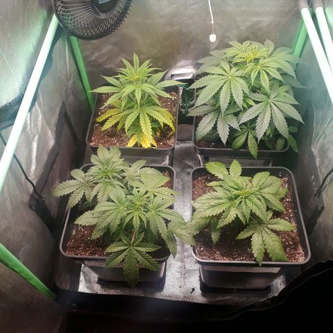 Multi genetica growlog photo: Aun recuperandose de transplante.