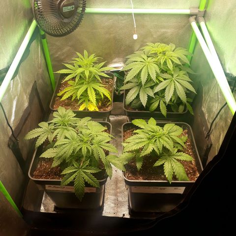 Multi genetica growlog photo: Aun recuperandose de transplante.