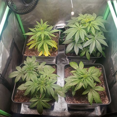 Multi genetica growlog photo: Aun recuperandose de transplante.
