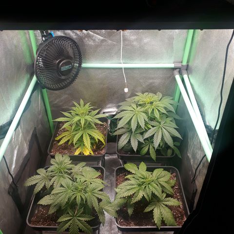 Multi genetica growlog photo: Aun recuperandose de transplante.