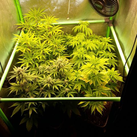 Multi genetica growlog photo: Preflora 