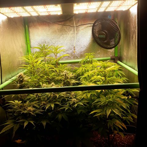 Multi genetica growlog photo: Preflora 