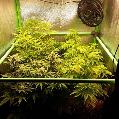 Multi genetica growlog photo: Preflora 