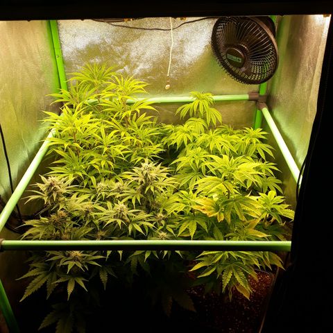 Multi genetica growlog photo: Preflora 