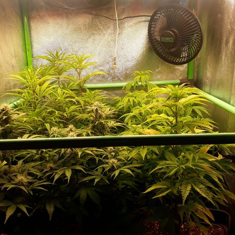 Multi genetica growlog photo: Preflora 