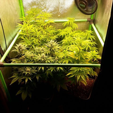 Multi genetica growlog photo: Preflora 
