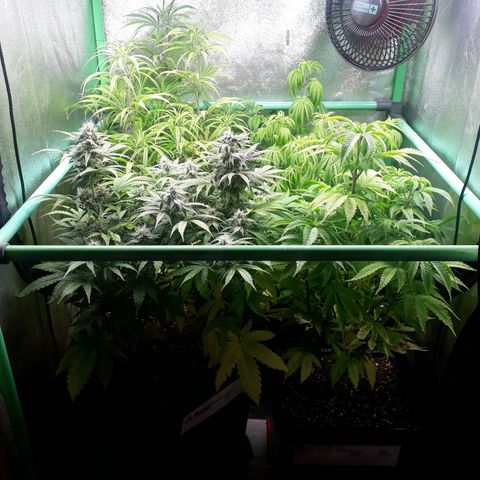 Multi genetica growlog photo: 1 semana flora