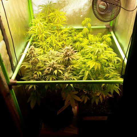 Multi genetica growlog photo: 1 semana flora