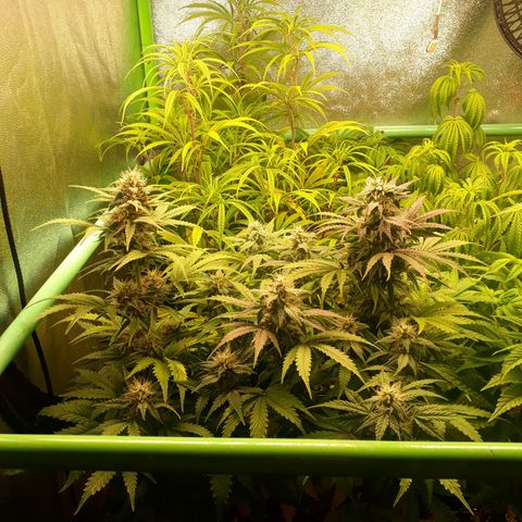 Multi genetica growlog photo: 1 semana flora