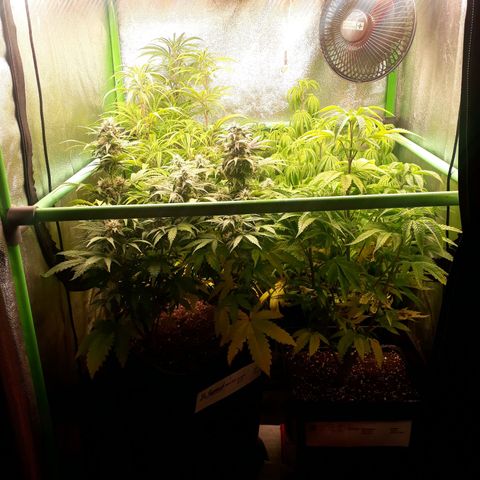 Multi genetica growlog photo: 1 semana flora