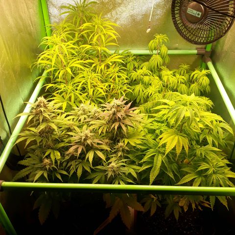 Multi genetica growlog photo: 1 semana flora