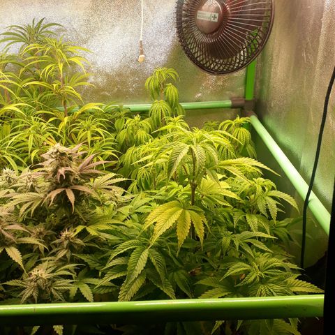 Multi genetica growlog photo: 1 semana flora