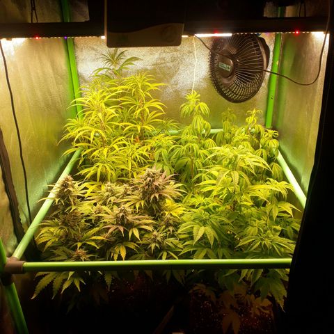 Multi genetica growlog photo: Poco de lolipop