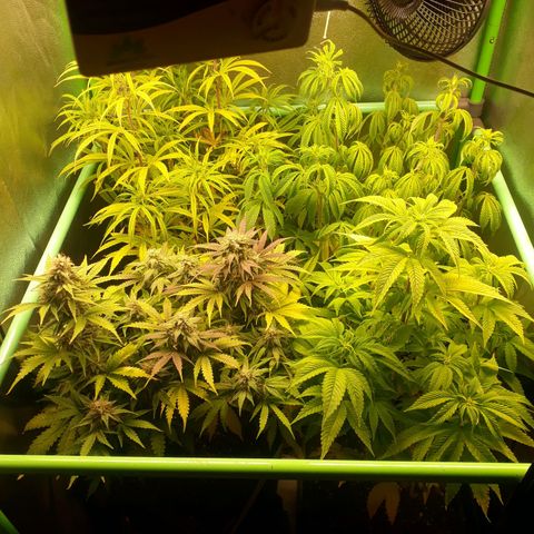 Multi genetica growlog photo: Poco de lolipop