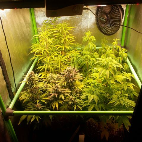 Multi genetica growlog photo: Poco de lolipop