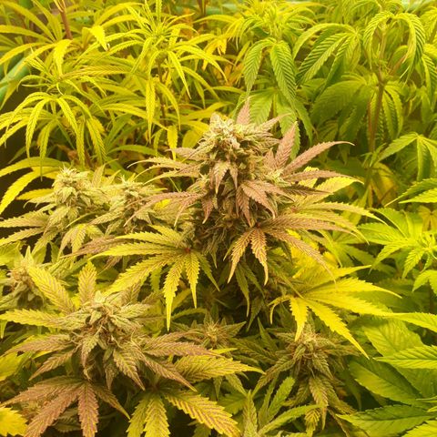 Multi genetica growlog photo: Poco de lolipop