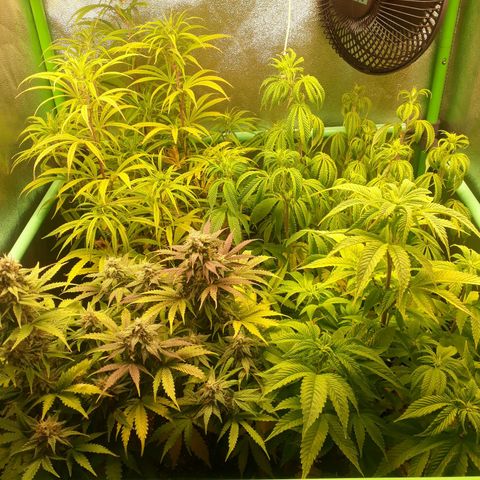 Multi genetica growlog photo: Poco de lolipop