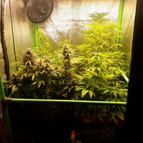 Multi genetica growlog photo: 3 semana flora